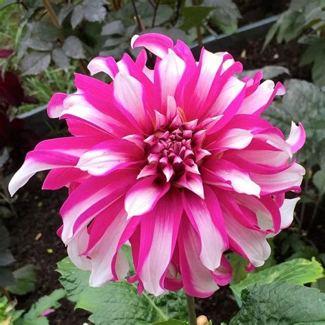 dahlia tubers uk suppliers.